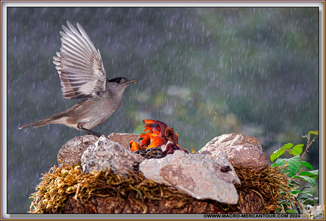 Fauvette à tête noire